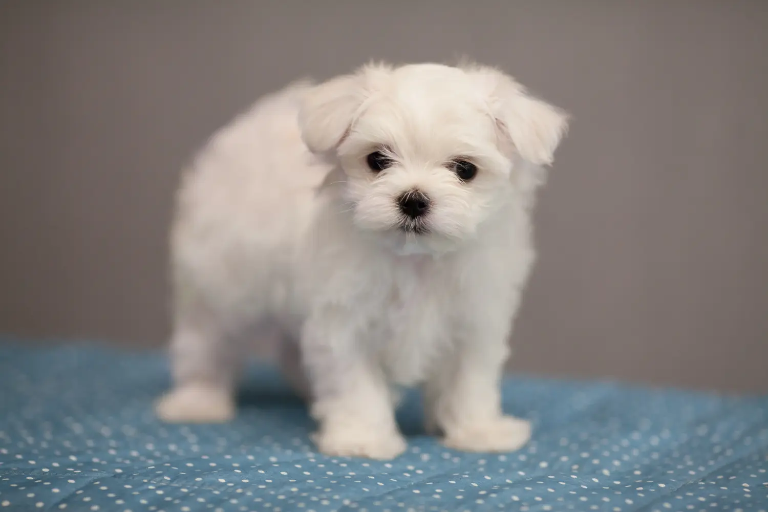 Buying a Maltese puppy means taking responsibility! Buy Maltese puppies.