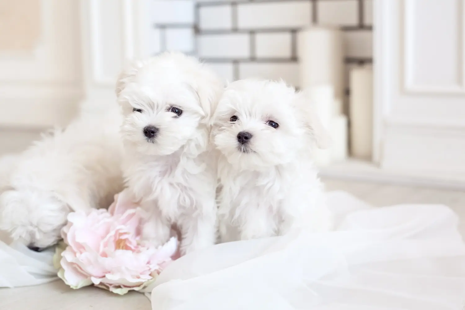 Buying a Maltese puppy means taking responsibility! Buy Maltese puppies.