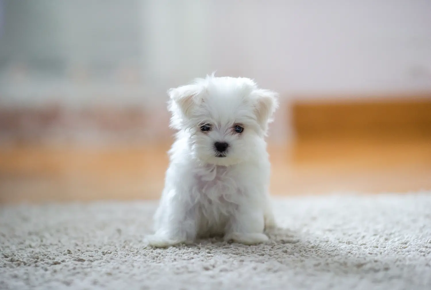 Buying a Maltese puppy means taking responsibility! Buy Maltese puppies.