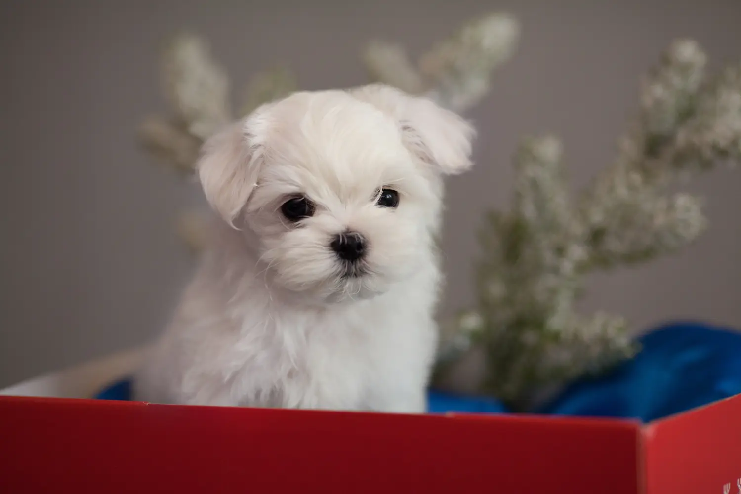 Buying a Maltese puppy means taking responsibility! Buy Maltese puppies.