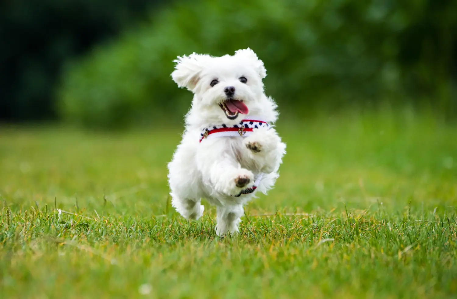 Buying a Maltese puppy means taking responsibility! Buy Maltese puppies.