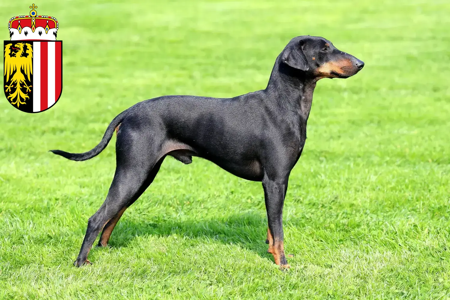 Manchester Terrier puppies and breeders Upper Austria Find Manchester Terrier breeders in Upper Austria.