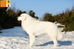 Read more about the article Maremma-Abruzzese Sheepdog breeders and puppies in Provence-Alpes-Côte d’Azur