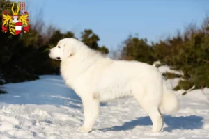 Read more about the article Maremma Abruzzo Sheepdog breeders and puppies in Carinthia
