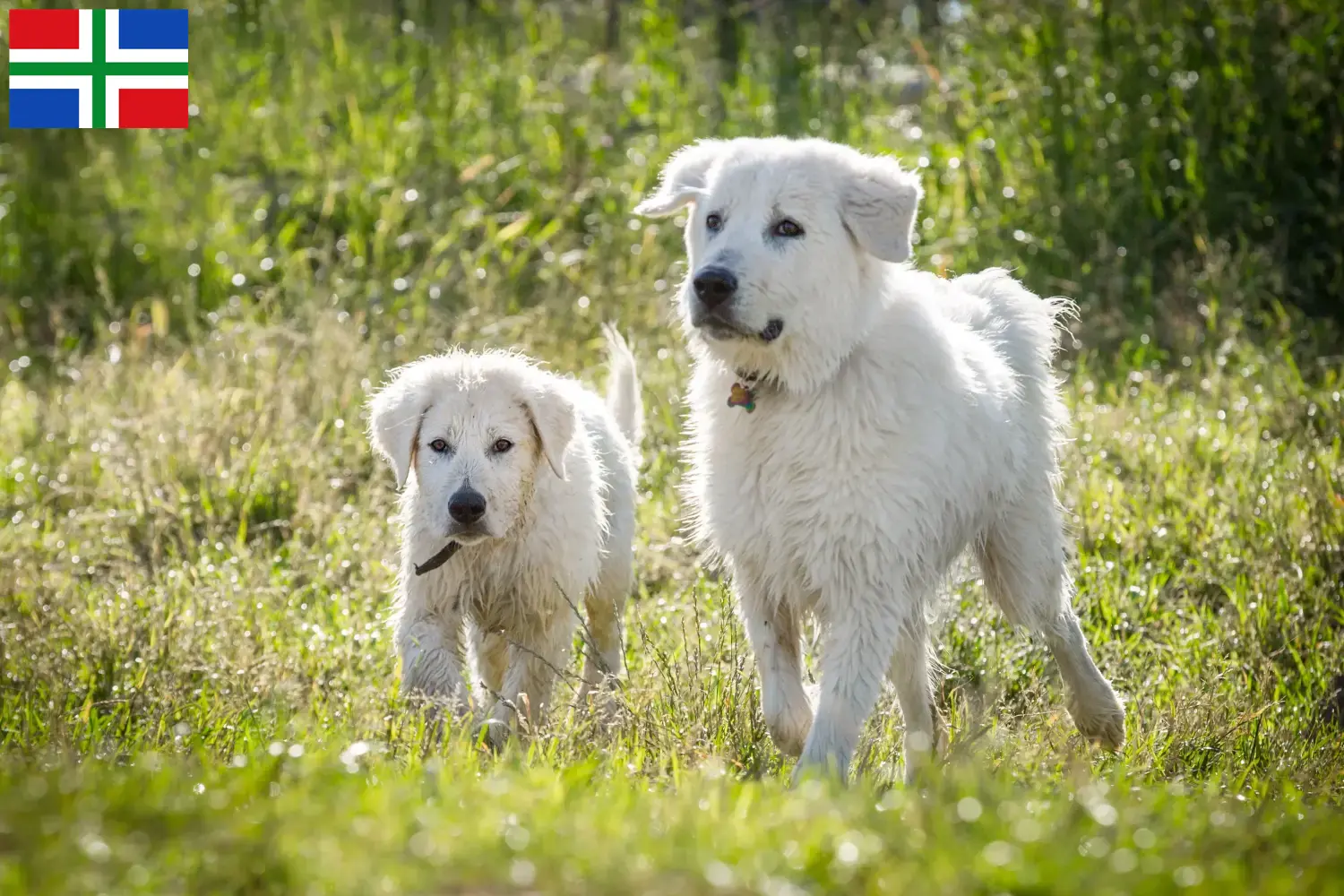 Read more about the article Maremma Abruzzi Sheepdog breeders and puppies in Groningen