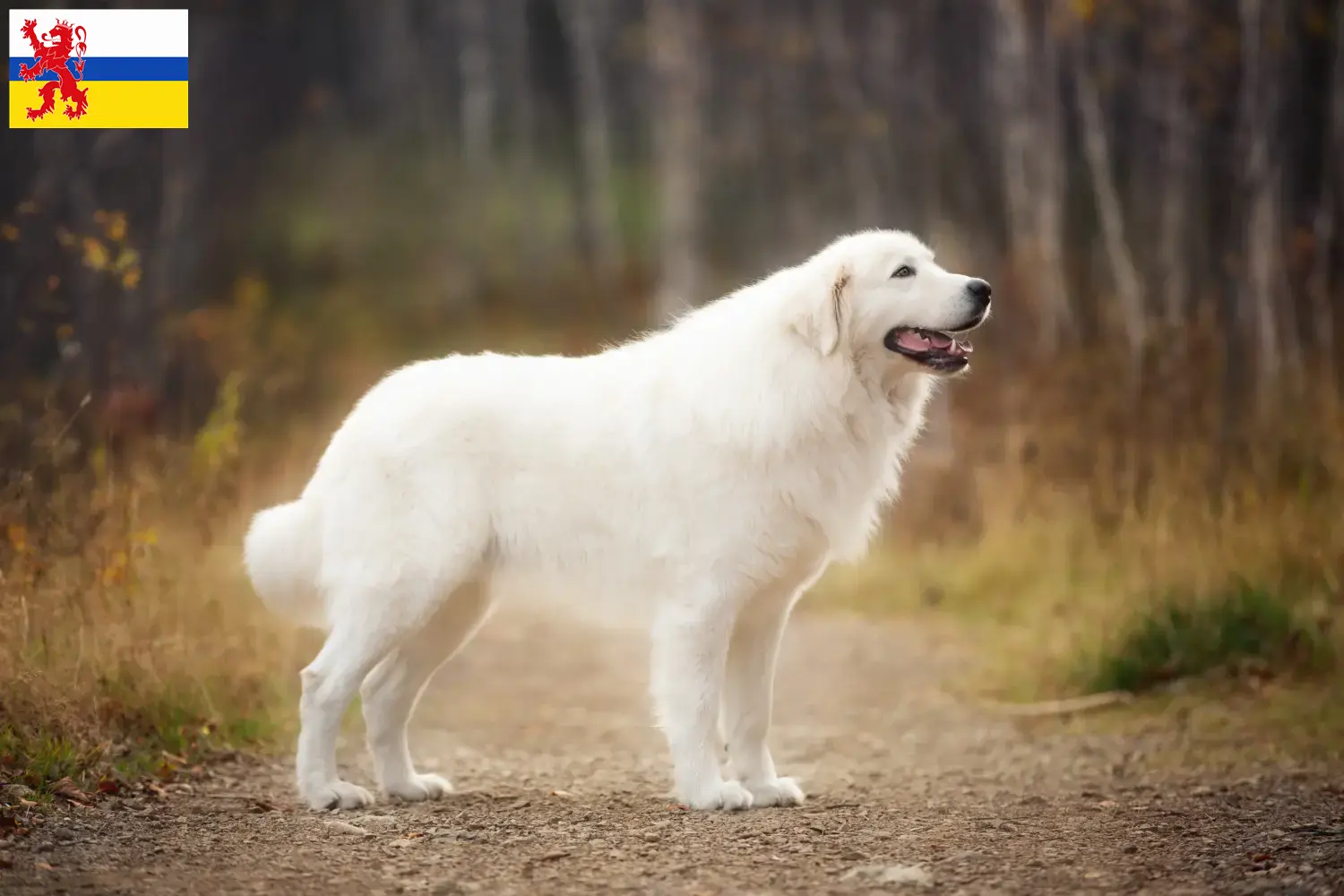 Maremma Abruzzo Sheepdog puppies and breeders Limburg Find Maremma Abruzzi Sheepdog breeders in Limburg.
