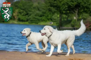 Read more about the article Maremma Abruzzo Sheepdog breeders and puppies in Styria