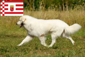Read more about the article Maremma Abruzzi Sheepdog breeders and puppies in Bremen