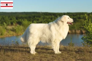 Read more about the article Maremma Abruzzo Sheepdog breeders and puppies in Drenthe