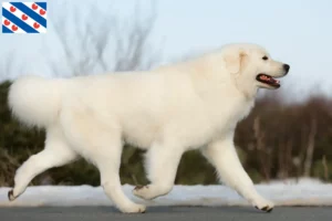Read more about the article Maremma Abruzzi Sheepdog breeders and puppies in Friesland