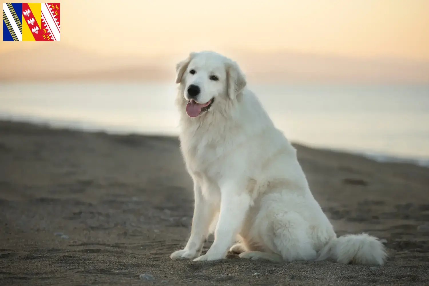 Read more about the article Maremma Abruzzo Sheepdog breeders and puppies in Grand Est