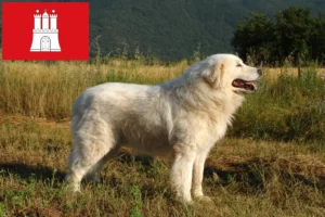 Read more about the article Maremma Abruzzi Sheepdog breeders and puppies in Hamburg