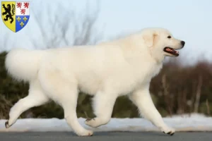 Read more about the article Maremma Abruzzo Sheepdog breeders and puppies in Hauts-de-France