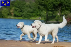 Read more about the article Maremma Abruzzo Sheepdog breeders and puppies in Île-de-France