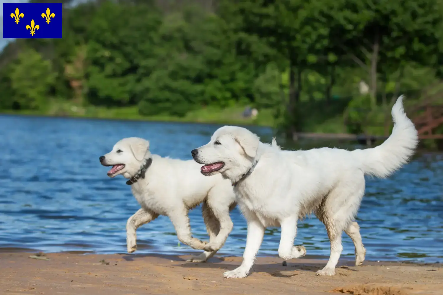 Read more about the article Maremma Abruzzo Sheepdog breeders and puppies in Île-de-France