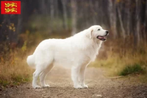 Read more about the article Maremma Abruzzo Sheepdog breeders and puppies in Normandy