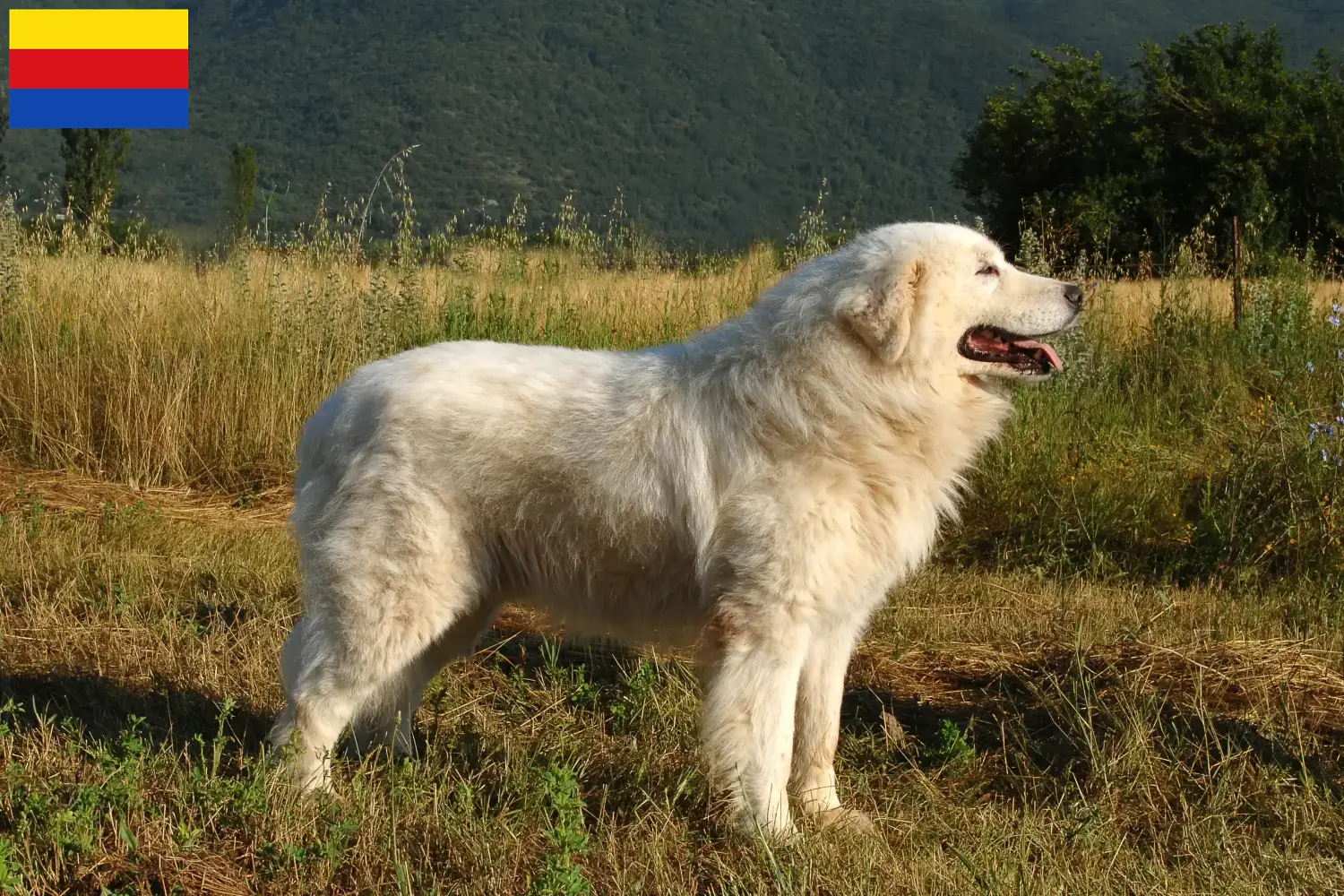 Read more about the article Maremma Abruzzo Sheepdog breeders and puppies in North Holland