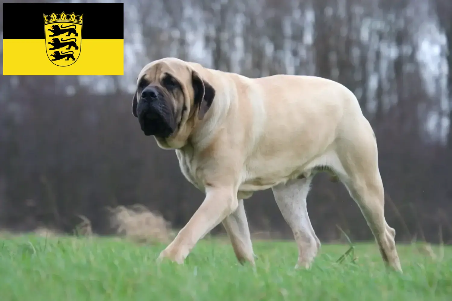 Mastiff puppies and breeders Baden-Württemberg Here you can find Mastiff breeders in Baden-Württemberg.