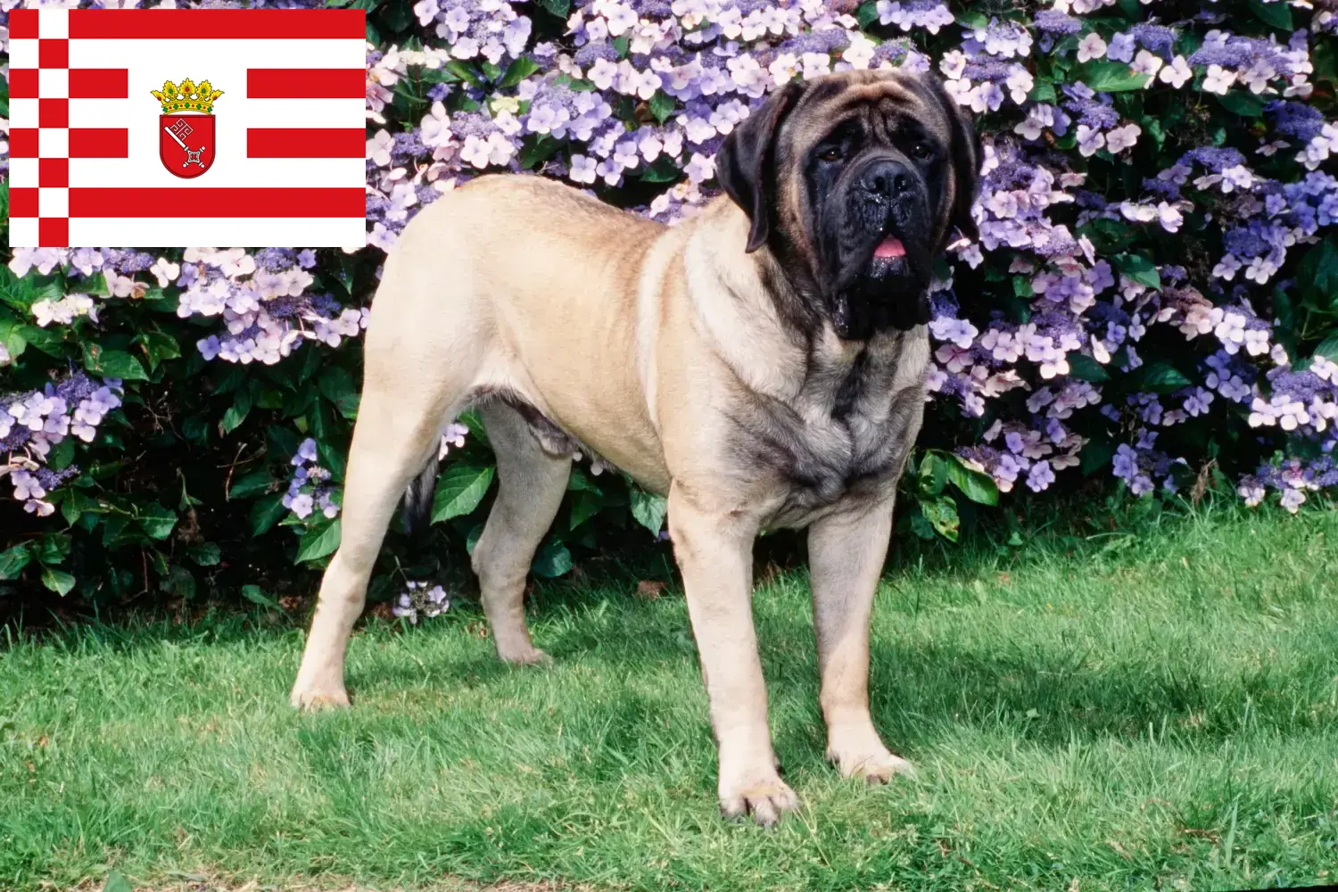 Mastiff puppies and breeders Bremen Here you will find Mastiff breeders in Bremen.