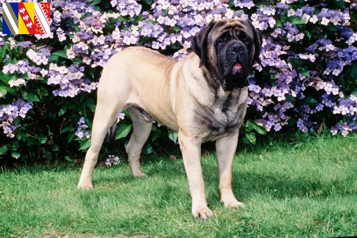 Mastiff puppies and breeder Grand Est Find Mastiff breeders in Grand Est here.