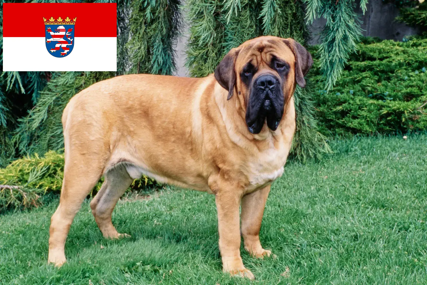 Mastiff puppies and breeders Hessen Here you can find Mastiff breeders in Hessen.