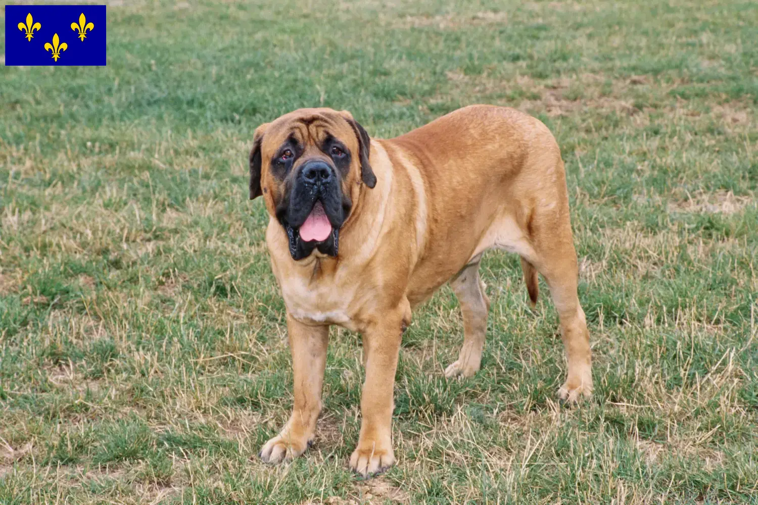 Mastiff puppies and breeders Île-de-France Here you will find Mastiff breeders in Île-de-France.