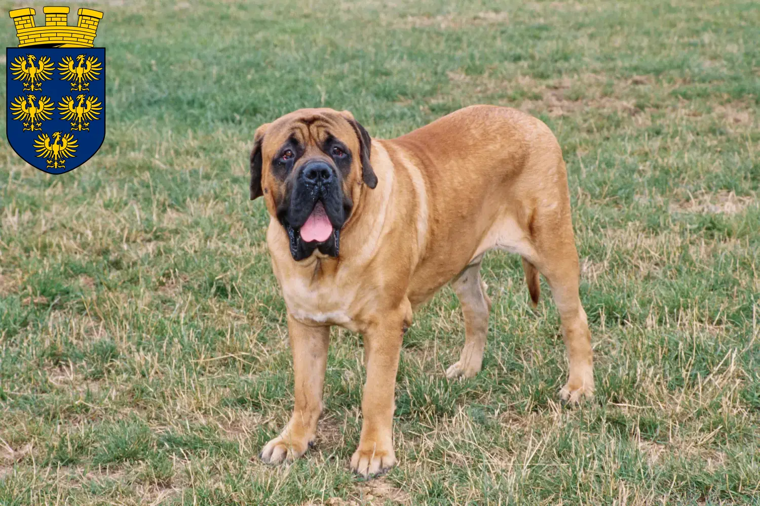 Mastiff puppies and breeders Lower Austria Here you can find Mastiff breeders in Lower Austria.