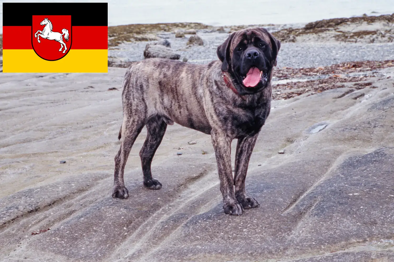 Mastiff puppies and breeders Lower Saxony Here you will find Mastiff breeders in Lower Saxony.