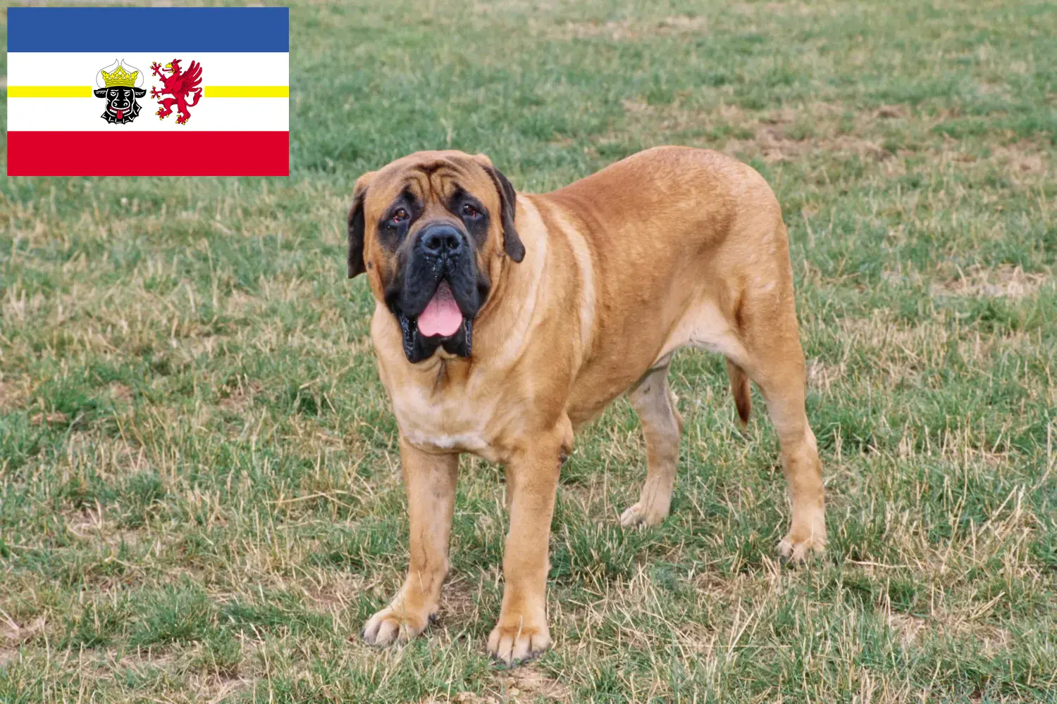 Mastiff puppies and breeders Mecklenburg-Vorpommern Here you can find Mastiff breeders in Mecklenburg-Vorpommern.