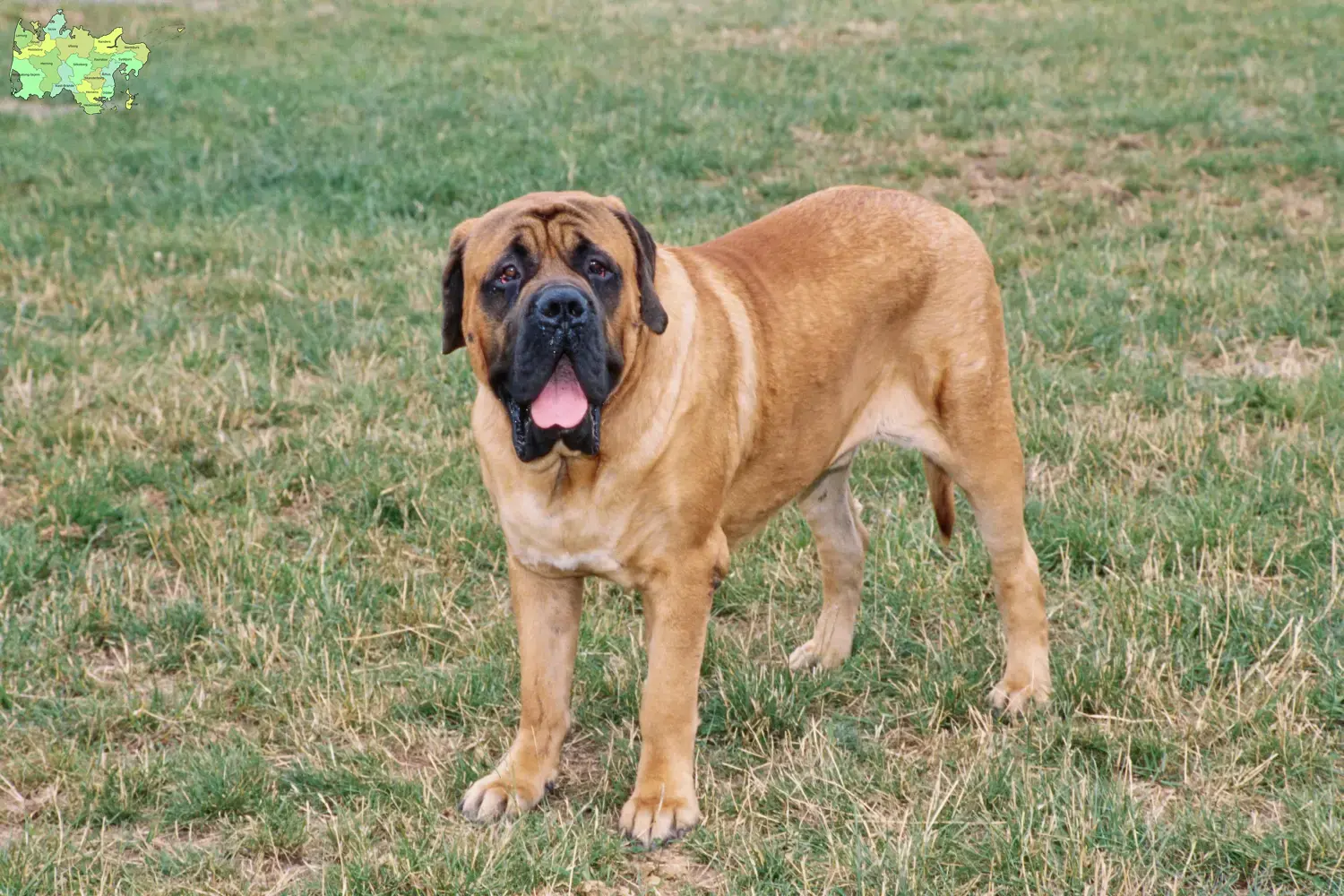 Mastiff puppies and breeders Midtjylland Here you will find Mastiff breeders in Midtjylland.