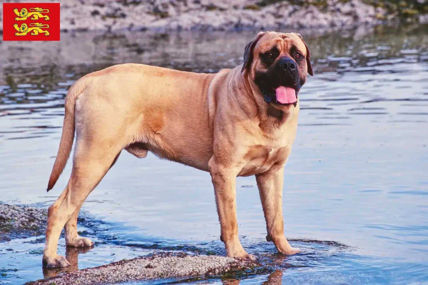 Mastiff puppies and breeders Normandy Here you will find Mastiff breeders in Normandy.
