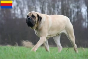 Read more about the article Mastiff breeders and puppies in North Holland
