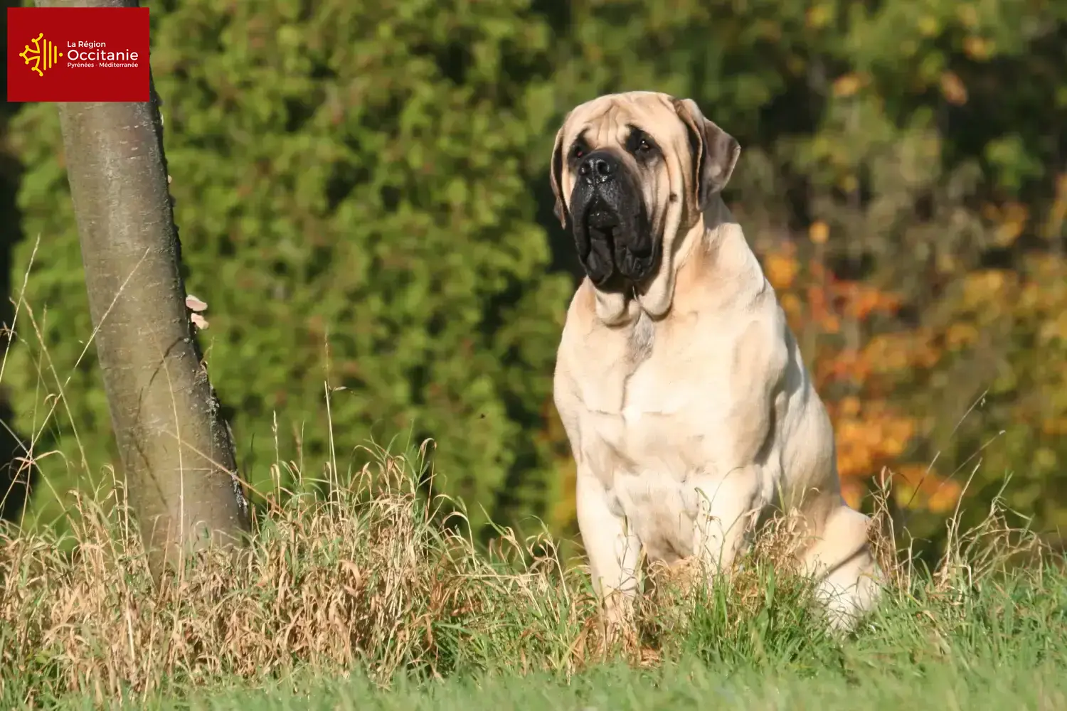 Mastiff puppies and breeders Occitania Here you can find Mastiff breeders in Occitania.