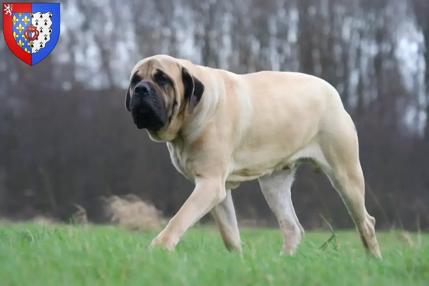 Read more about the article Mastiff breeders and puppies in Pays de la Loire