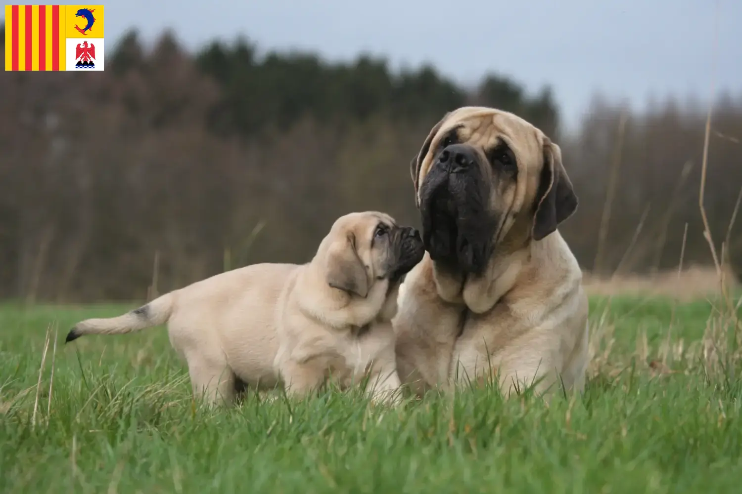 Mastiff puppies and breeders Provence-Alpes-Côte d'Azur Here you will find Mastiff breeders in Provence-Alpes-Côte d'Azur.