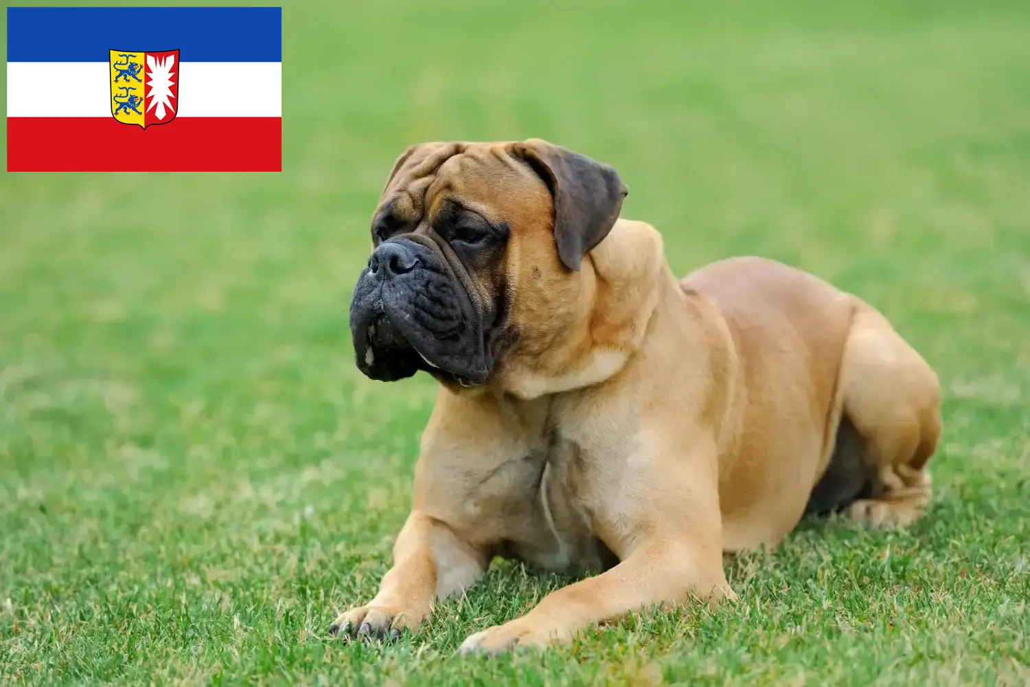 Mastiff puppies and breeders Schleswig-Holstein Here you can find Mastiff breeders in Schleswig-Holstein.