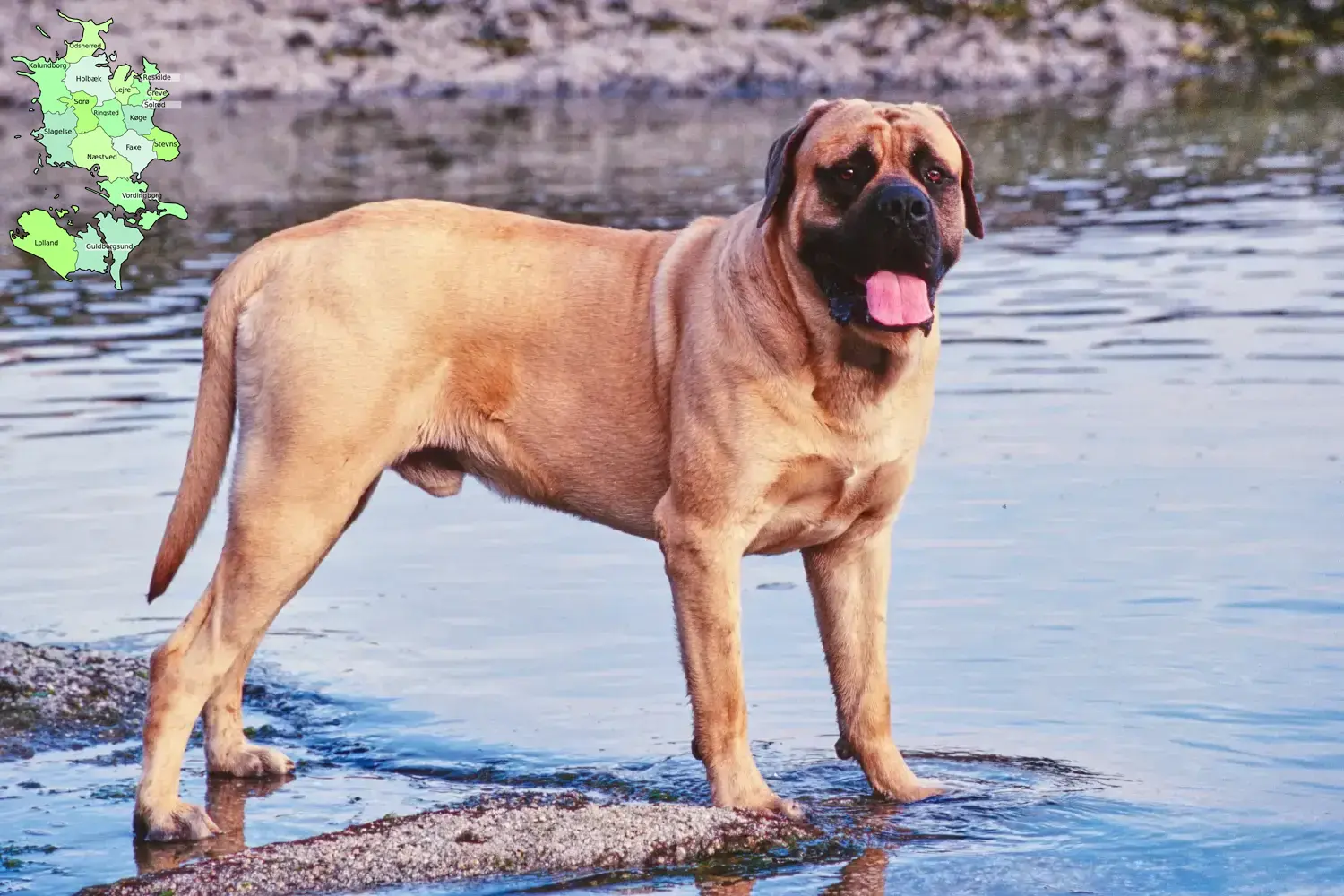 Mastiff puppies and breeders Sjælland Here you will find Mastiff breeders in Sjælland.