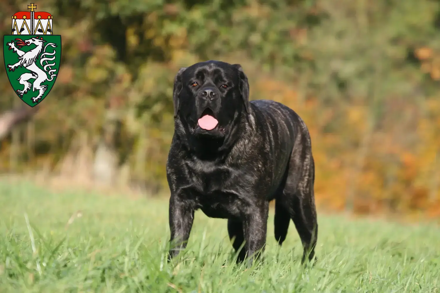 Mastiff puppies and breeders Styria Here you can find Mastiff breeders in Styria.