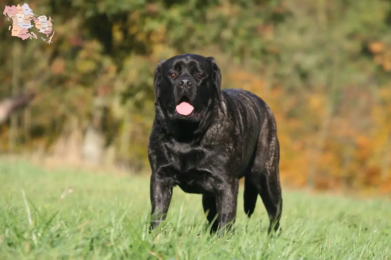 Mastiff puppies and breeders Syddanmark Find Mastiff breeders in Syddanmark here.