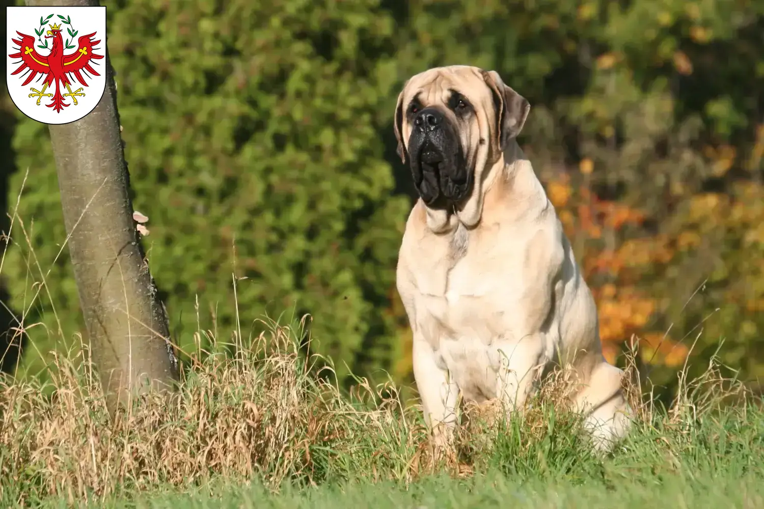 Mastiff puppies and breeders Tyrol Here you can find Mastiff breeders in Tyrol.