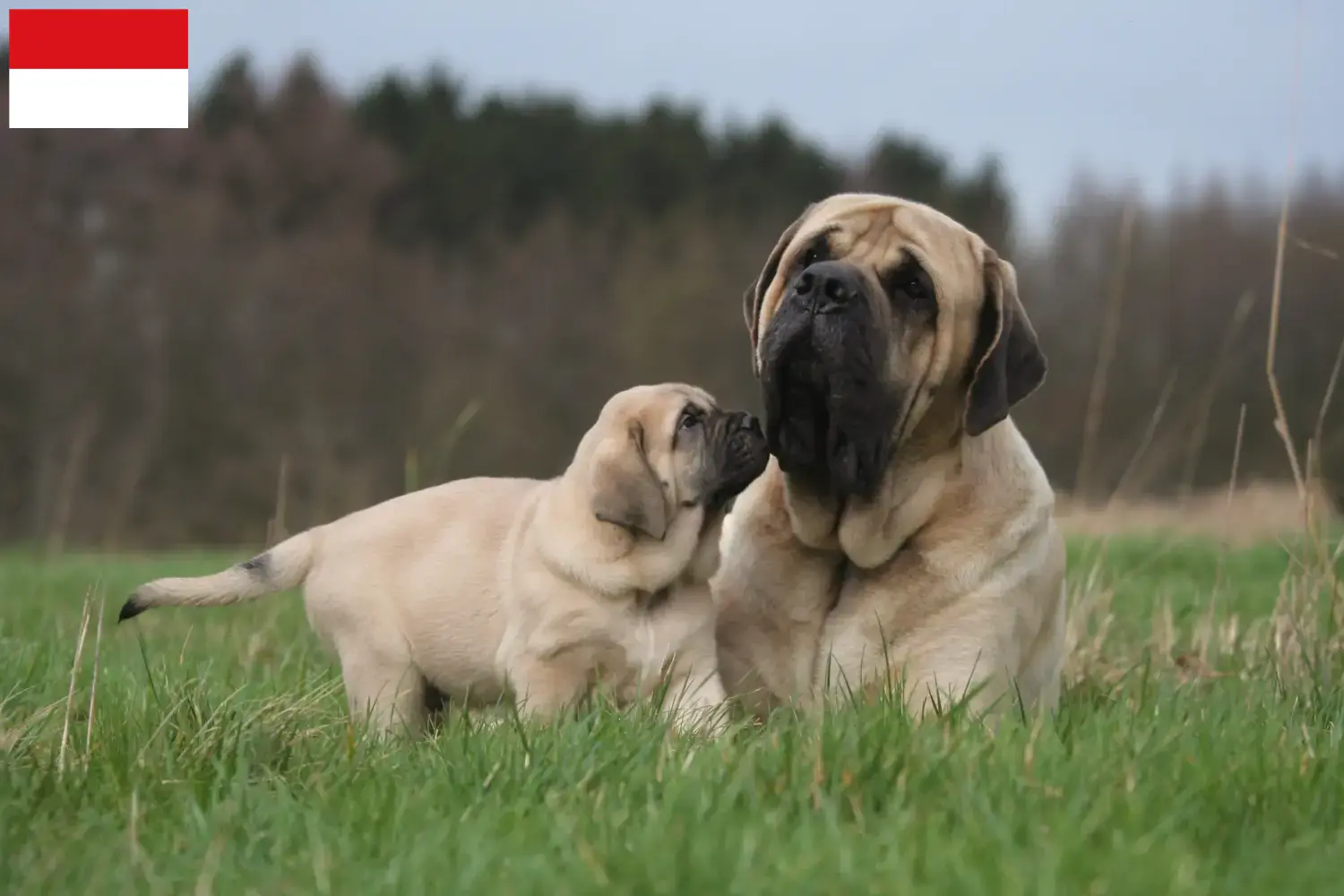 Mastiff puppies and breeders Vienna Here you can find Mastiff breeders in Vienna.