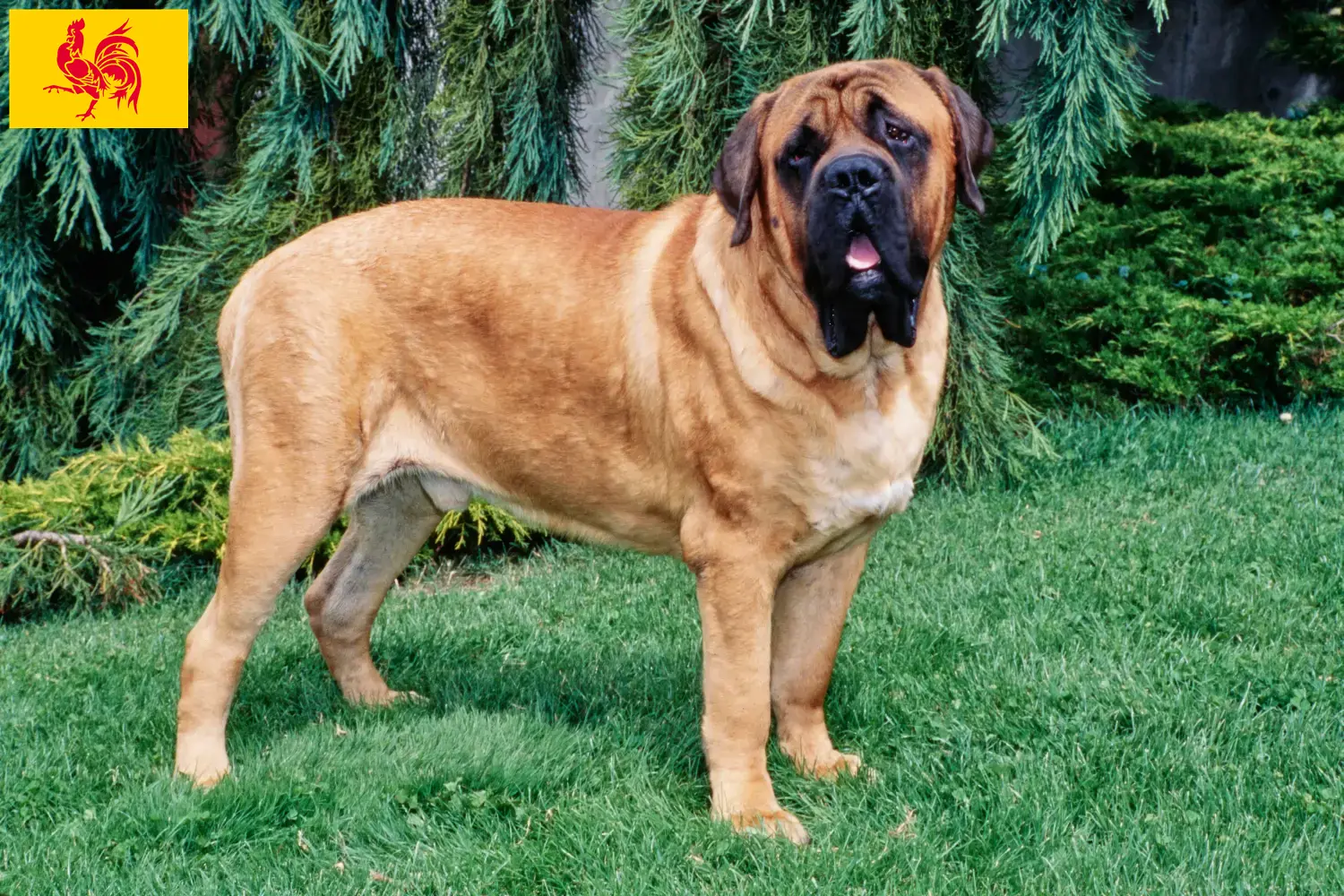 Mastiff puppies and breeders Walloon Region Find Mastiff breeders in Walloon Region here.