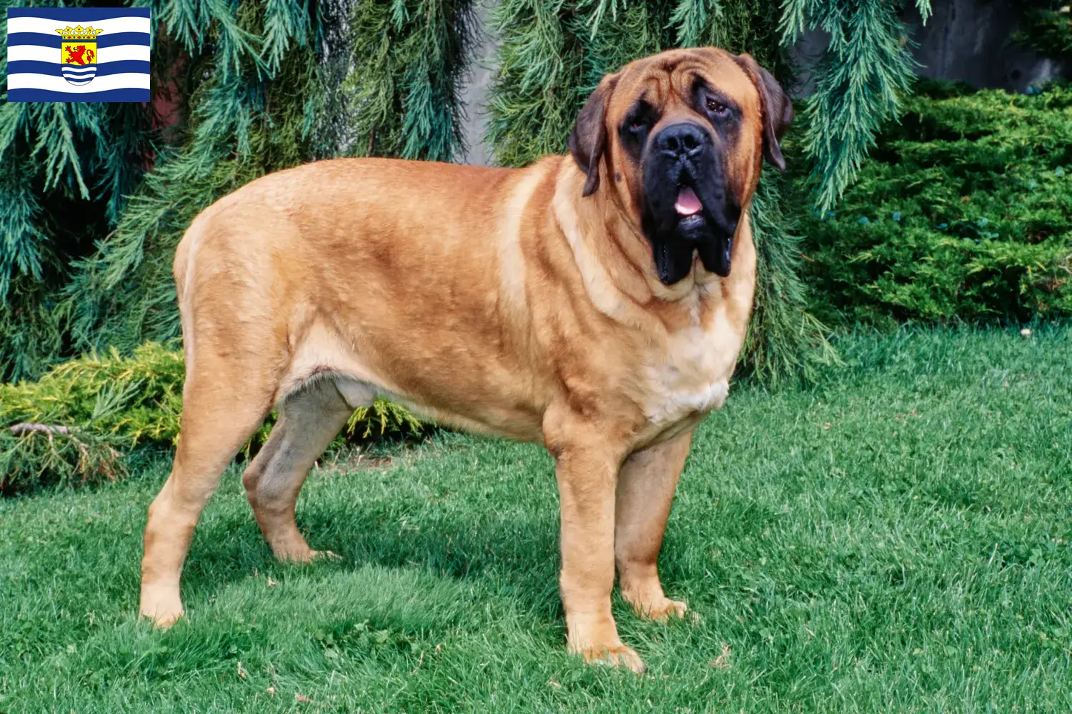 Mastiff puppies and breeders Zeeland Here you will find Mastiff breeders in Zeeland.