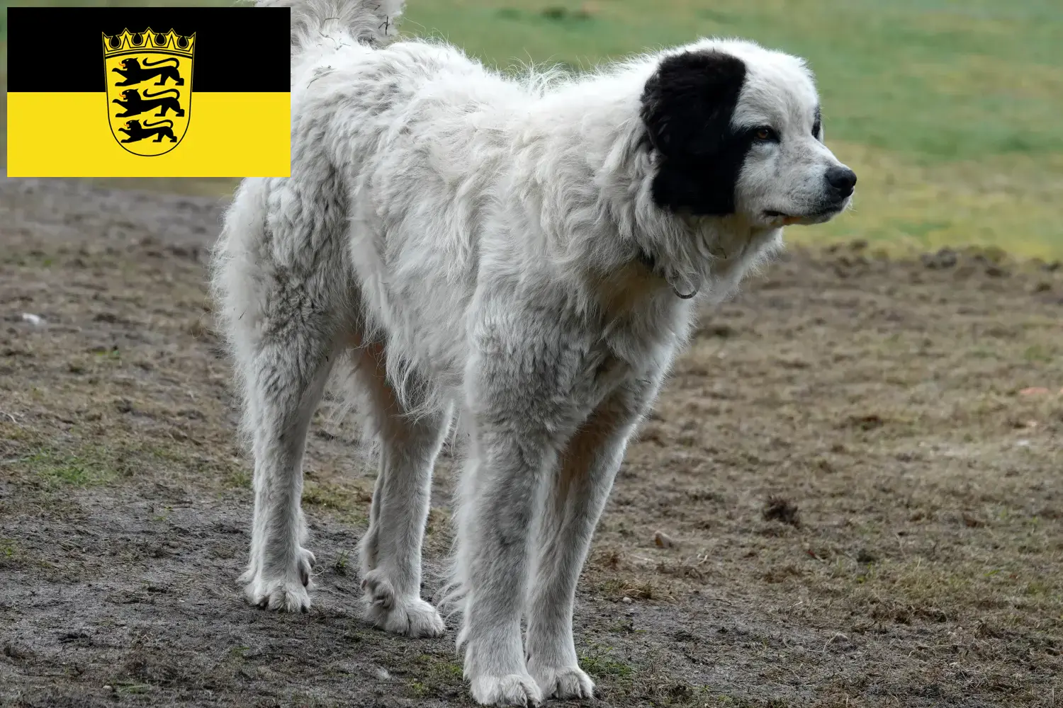 Mastín del Pirineo puppies and breeders Baden-Württemberg Here you will find Mastín del Pirineos breeders in Baden-Württemberg.
