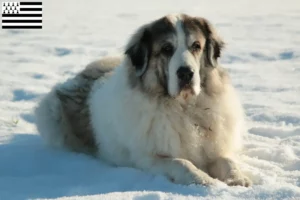 Read more about the article Mastín del Pirineo breeders and puppies in Brittany