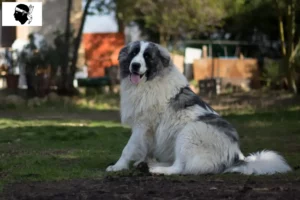 Read more about the article Mastín del Pirineo breeders and puppies in Corsica