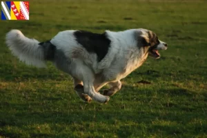 Read more about the article Mastín del Pirineo breeders and puppies in Grand Est