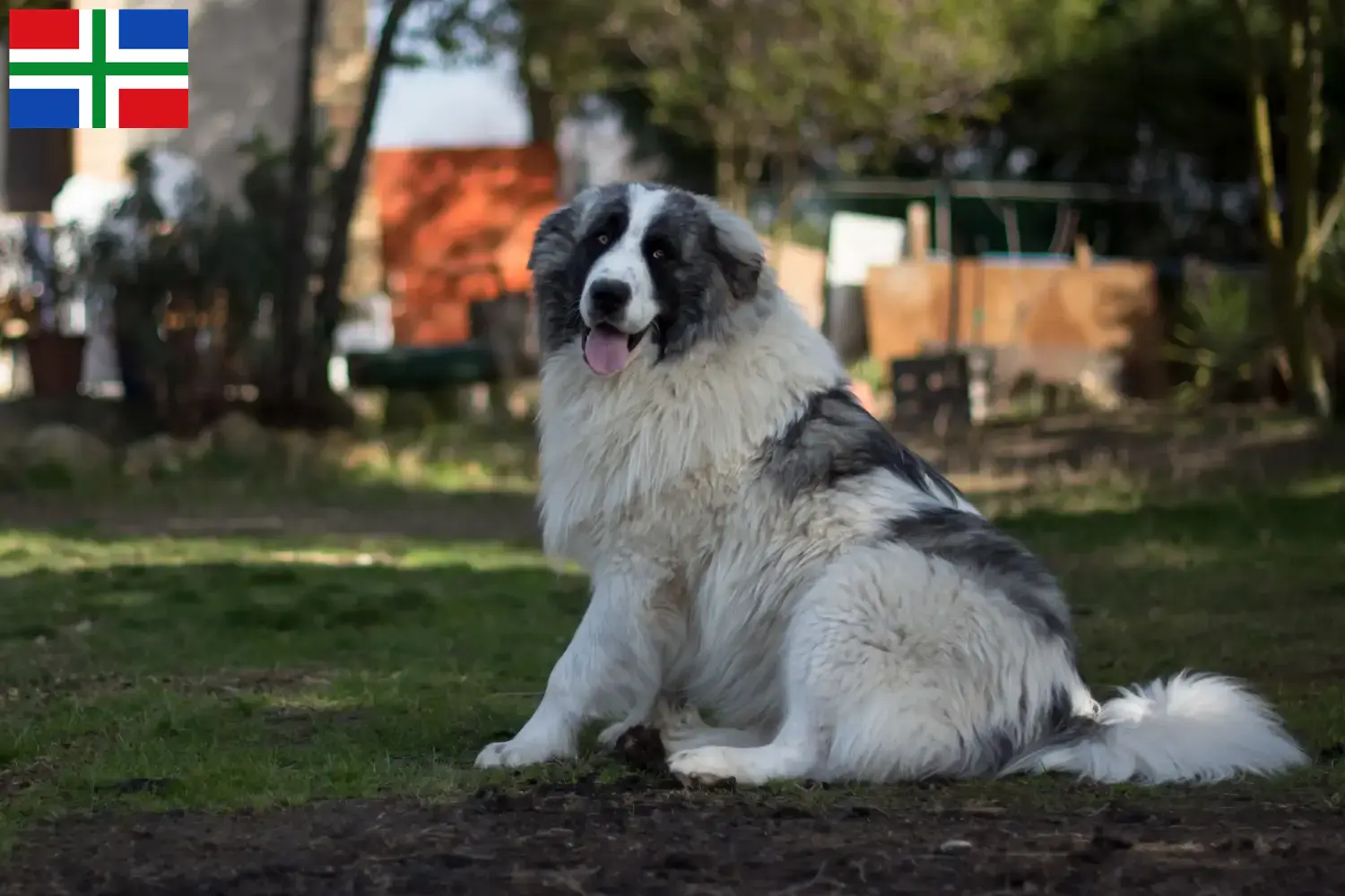Mastín del Pirineo puppies and breeders Groningen Here you will find Mastín del Pirineos breeders in Groningen.