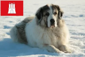 Read more about the article Mastín del Pirineo breeders and puppies in Hamburg