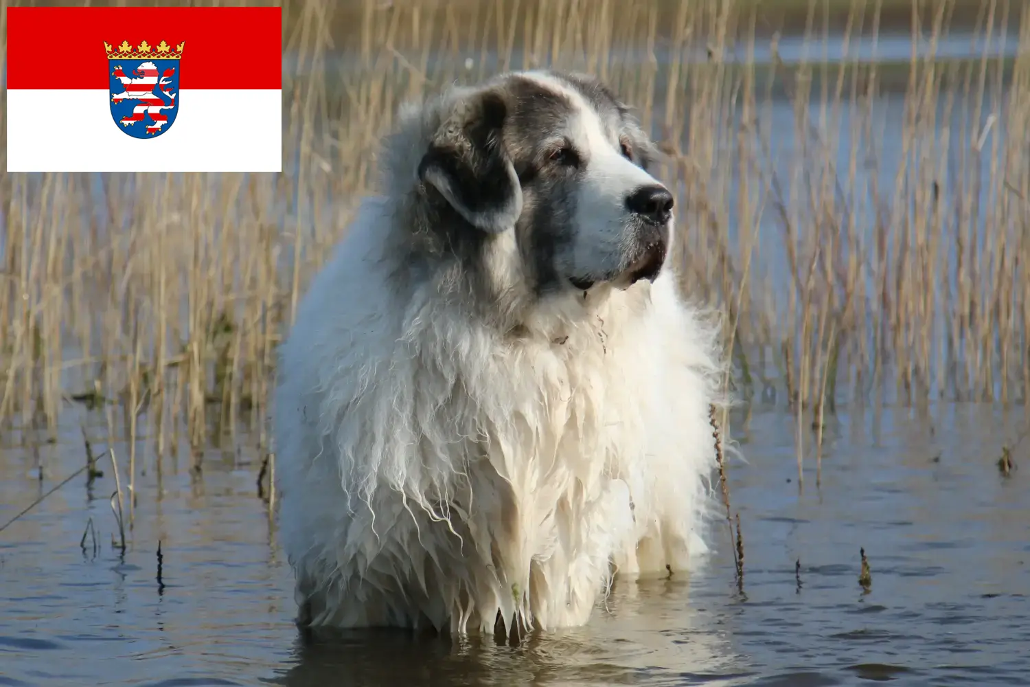 Mastín del Pirineo puppies and breeders Hessen Here you will find Mastín del Pirineos breeders in Hessen.
